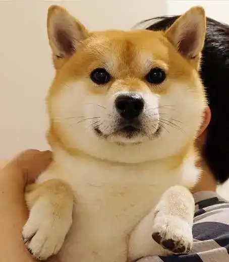 当狗狗犯这些错误的时候,你应该惯着它一点,因为