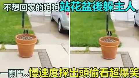 躲门后偷看的表情包主人