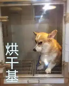 那些一心想成为网红的主子们,铲屎官该如何打造