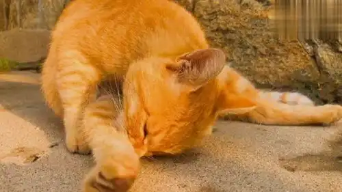 农村猫片从这只猫的表情能看出,它感觉这只橘猫是个沙雕