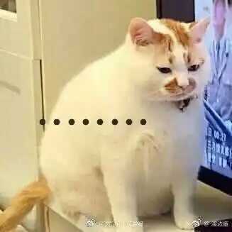 我不的表情包猫咪