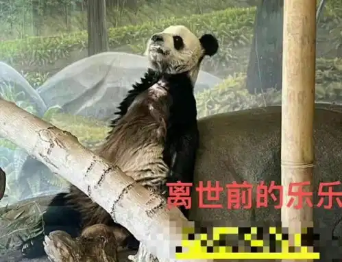 旅美大熊猫瘦骨嶙峋口吐白沫,回国前夕去世