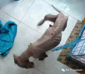 经历了地狱般的日子,只是说不出来,还好遇见你