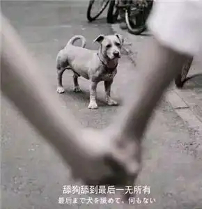 舔狗系列表情包有哪些舔狗表情包分享