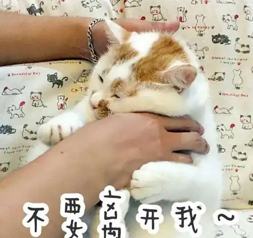 当猫咪换了新主人,它会伤心么