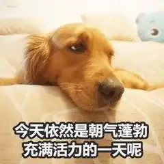 余承东说英语表情包金毛