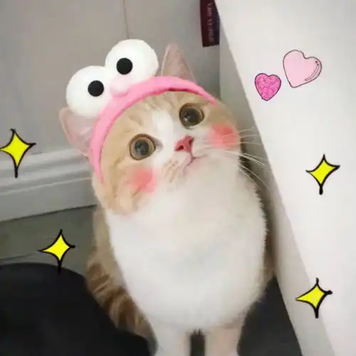 豆泥猫表情包