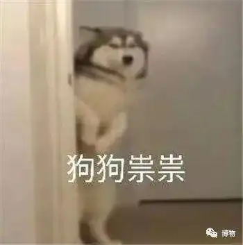 你是真的狗表情包