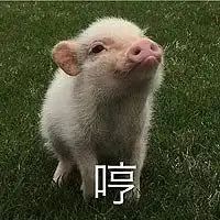 2017年度表情包大赏2018斗图有资源啦