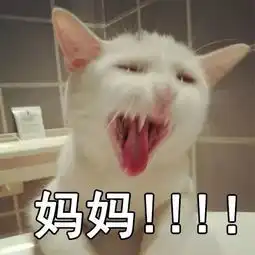 nononono猫表情包猫妈