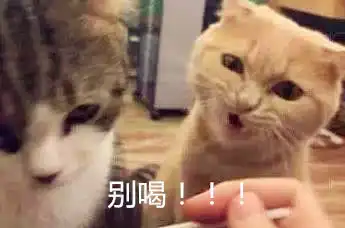 主人给喵星人喂药,另一只橘猫反应亮了,橘猫哥们别喝,有毒铲屎官