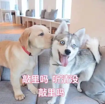 热门表情包合集
