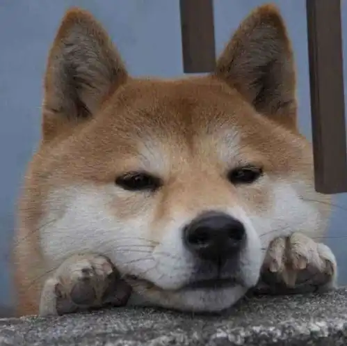 狗狗被主人养得好,这些特点真的太明显