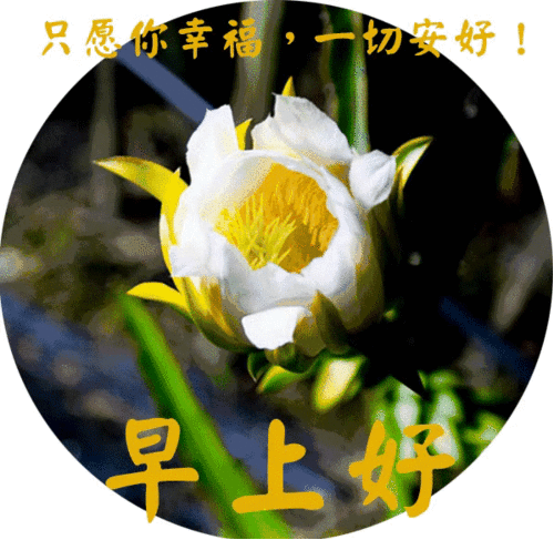 今日问候表情包