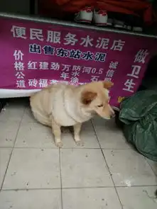 遇到一只长得跟表情包一样的狗,狗主人说这是萨摩耶,想问下是不是他卖给我要800块,不知道这价钱值
