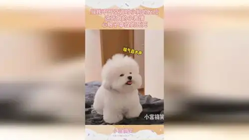 当我不开空调时小狗的反应,这骄傲的小表情,心眼子拿捏的死死