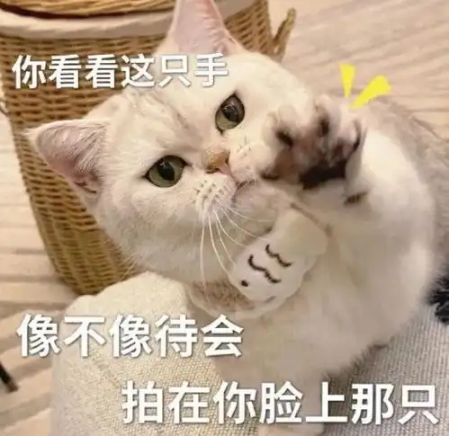 黑猫舔爪表情包微信怎么搜今日头条