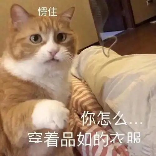 今日份的喵星汪星人表情包