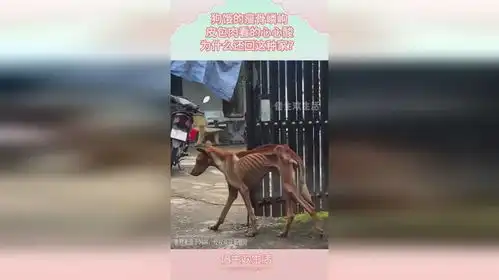 狗饿的瘦骨嶙峋,皮包肉看的心心酸,为什么还回这种家