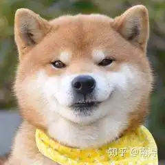有没有类似这样狗狗的表情包
