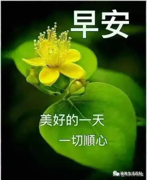 正月二十六清晨群发早上好漂亮表情祝福美图,致早安的漂亮鲜花图片
