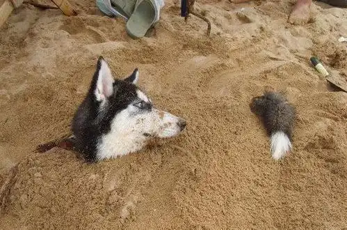 下雪了,狗狗死活不肯回家,二哈哥是原滋原味的雪橇犬