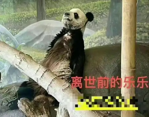 大熊猫丫丫在美国遭虐待全网都在等它回家