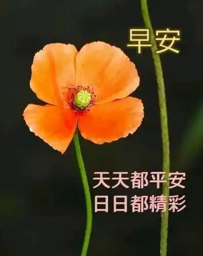 最新经典早上问候图