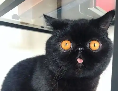 小黑猫天生南瓜眼,有人说它不详,唯独女孩不嫌弃,这小灯笼