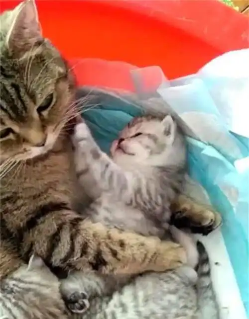 表情两只小猫在喝奶,猫妈怀里还抱着一只,再看猫妈,都出表情包了...表情