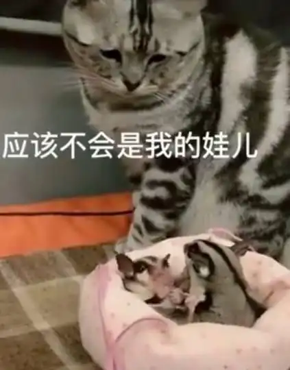 猫咪第一次看见老鼠,误以为是自己孩子,再三确认眼神,表情亮了
