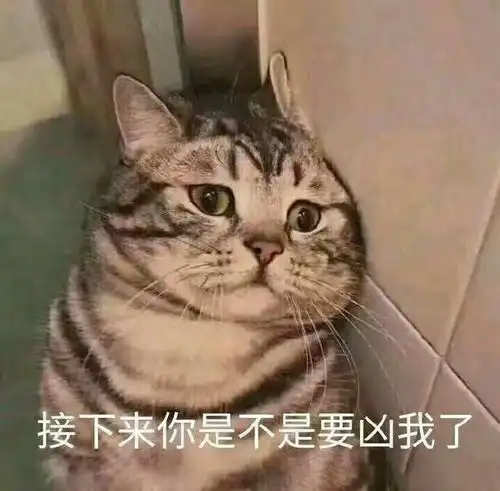 有哪些一见就笑得猫猫表情包