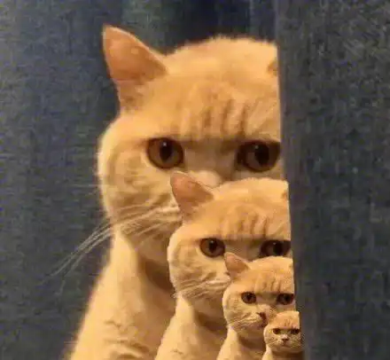 猫偷看表情包