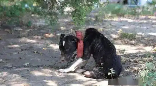 养狗是为了虐待,这只狗被巨大的狗链拴着抬不起头
