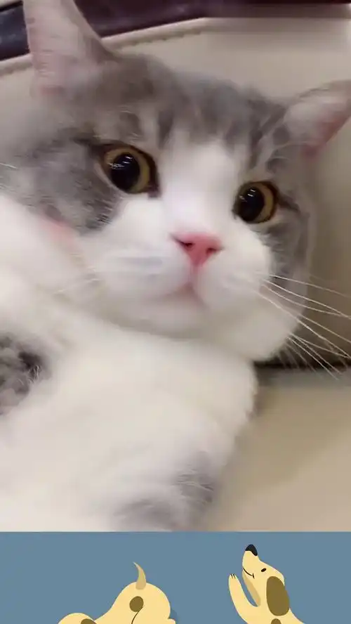 小姐姐怼土豆猫咪做了什么,土豆猫咪露出惊恐的表情