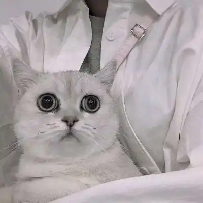 qq情侣头像猫一对两张