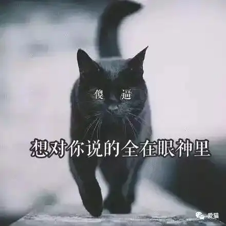 养了黑猫以后,我连夜去看了眼科医院