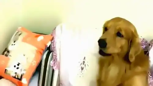 金毛狗狗一听说去湖里洗,小表情立马就变了,墙都不服就服这戏精