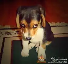 老师又请家长了
