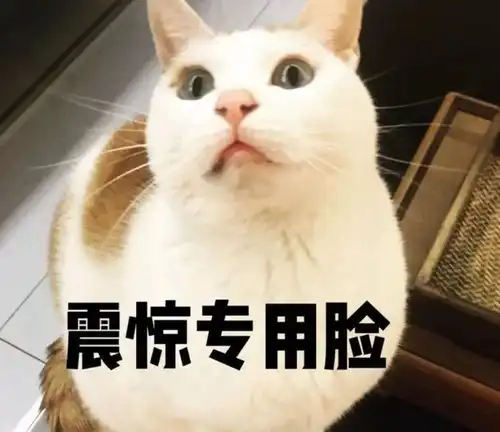 春天来了,一年四季怎么养猫这份秘籍偷偷分享给你