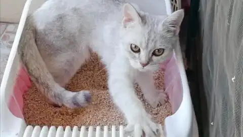 猫咪上完厕所,表情快蹲不住了,有没有人来扶我一把