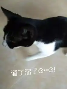 奶牛猫发神经各种尬帅,朕的表情包请收好