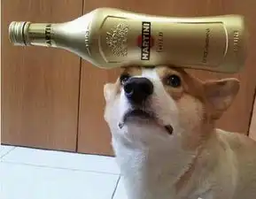 狗狗我能顶一切