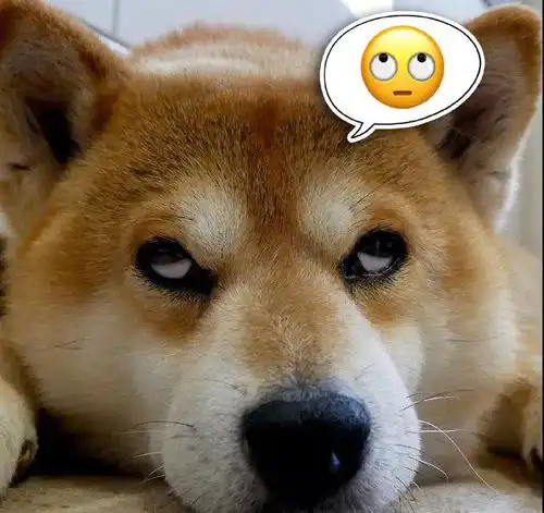 木大木大表情包汪星人