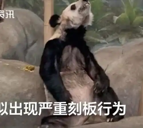 瘦骨嶙峋美国动物园再次被曝恶劣对待大熊猫看着心疼网友