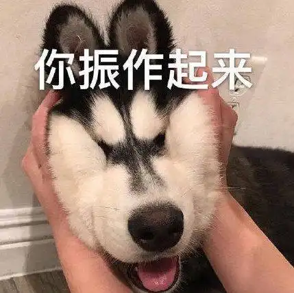 不笑的萨摩耶有多严肃