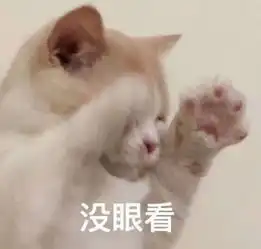 问候表情包小暑猫咪