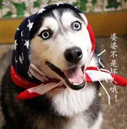 哈士奇憋说话,赶快舌吻我