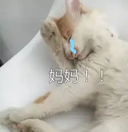 用这些猫咪表情包问爸妈要零花钱,发一张就能要来100块搜狐宠物搜狐网