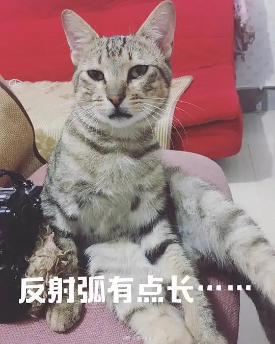 疯子抱抱的相册我喵表情包